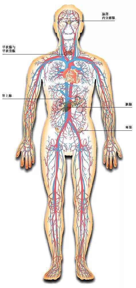 心房血管分布-血液循环系统精华彩图